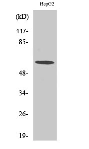 TCP-1 zeta Antibody in Western Blot (WB)