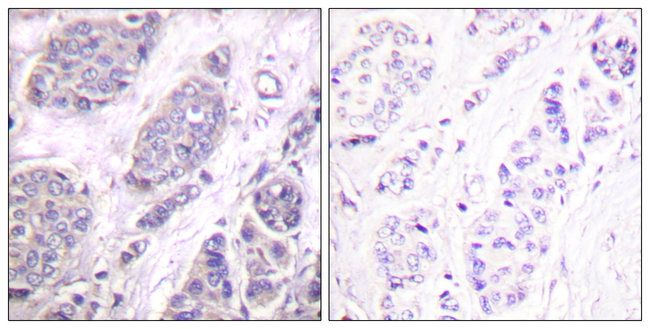 TGF beta-3 Antibody in Immunohistochemistry (Paraffin) (IHC (P))