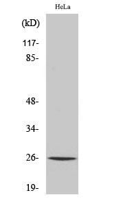 CMPK1 Antibody in Western Blot (WB)