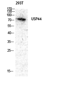 USP44 Antibody in Western Blot (WB)
