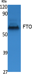 FTO Antibody in Western Blot (WB)