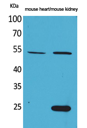 SCG3 Antibody in Western Blot (WB)
