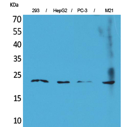 FGF6 Antibody in Western Blot (WB)