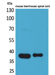 Aldolase C Antibody in Western Blot (WB)