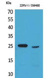 SSX1 Antibody in Western Blot (WB)