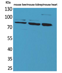 Cullin 4B Antibody in Western Blot (WB)