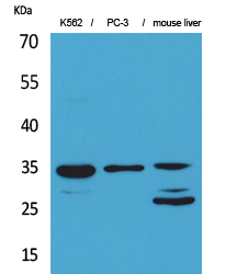 Cdc34 Antibody in Western Blot (WB)