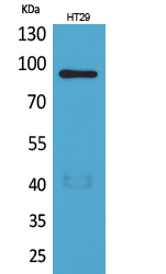 NRG2 Antibody in Western Blot (WB)