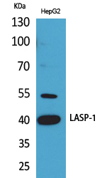 LASP1 Antibody in Western Blot (WB)