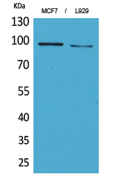 CD100 Antibody in Western Blot (WB)