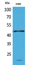 RHAG Antibody in Western Blot (WB)