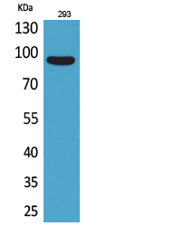 CDCP1 Antibody in Western Blot (WB)