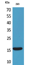 PSPN Antibody in Western Blot (WB)