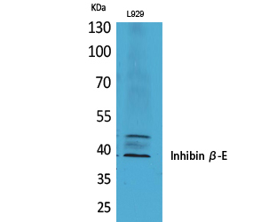 INHBE Antibody in Western Blot (WB)