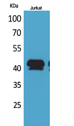 BMP-8A Antibody in Western Blot (WB)