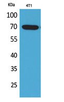 BIN1 Antibody in Western Blot (WB)