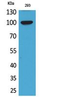 ENPP2 Antibody in Western Blot (WB)