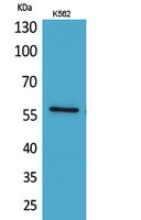 ANGPTL1 Antibody in Western Blot (WB)