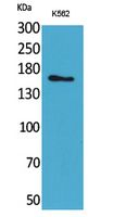 Laminin gamma-2 Antibody in Western Blot (WB)