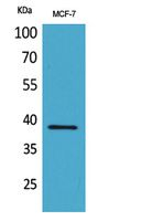 CER1 Antibody in Western Blot (WB)