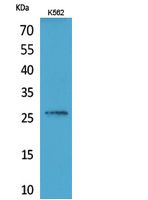 FGF16 Antibody in Western Blot (WB)