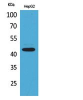 PTGER1 Antibody in Western Blot (WB)