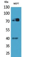 c-Mpl Antibody in Western Blot (WB)