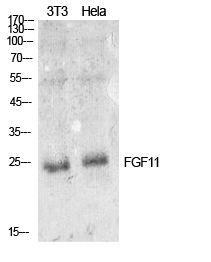 FGF11 Antibody in Western Blot (WB)