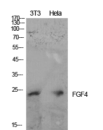 FGF4 Antibody in Western Blot (WB)