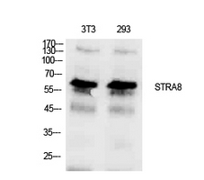 STRA8 Antibody in Western Blot (WB)