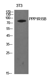 PPP1R15B Antibody in Western Blot (WB)
