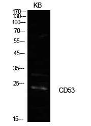 CD53 Antibody in Western Blot (WB)