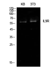 IL9R Antibody in Western Blot (WB)