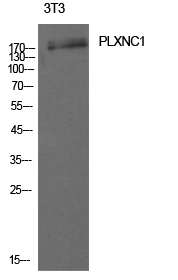 PLXNC1 Antibody in Western Blot (WB)