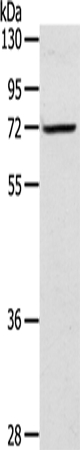 LTA4H Antibody in Western Blot (WB)
