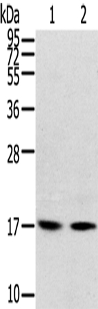 RPLP1 Antibody in Western Blot (WB)
