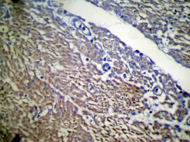 UBL4B Antibody in Immunohistochemistry (Paraffin) (IHC (P))