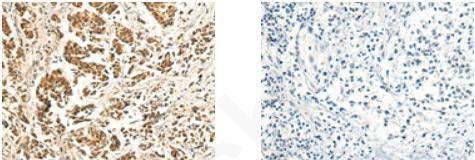 VSIG8 Antibody in Immunohistochemistry (Paraffin) (IHC (P))