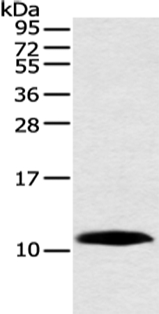 HMGN3 Antibody in Western Blot (WB)
