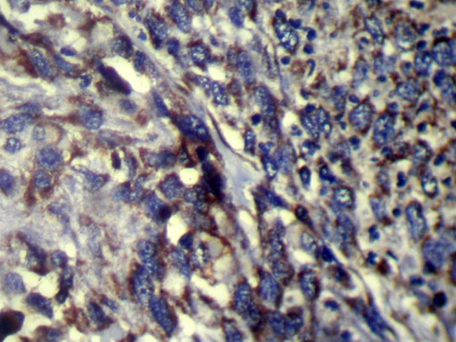 FMO5 Antibody in Immunohistochemistry (Paraffin) (IHC (P))