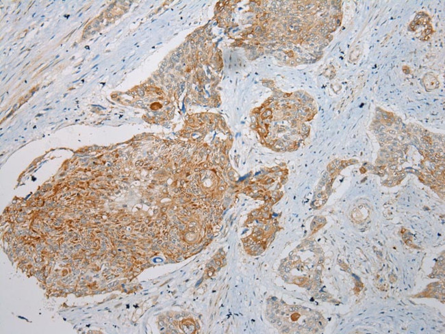 Krt222 Antibody in Immunohistochemistry (Paraffin) (IHC (P))