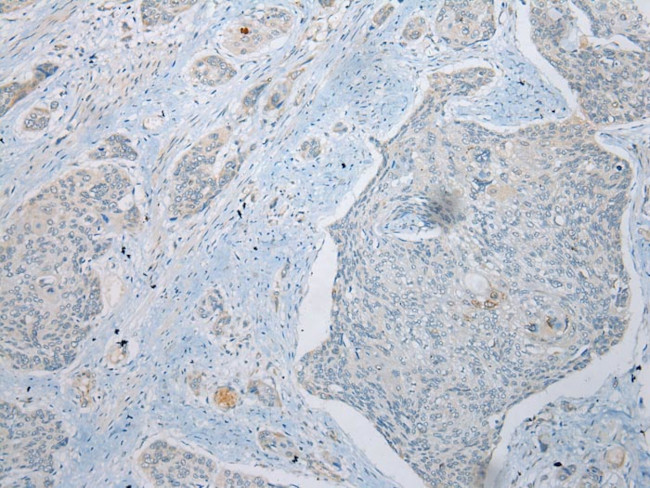 UBXN2B Antibody in Immunohistochemistry (Paraffin) (IHC (P))