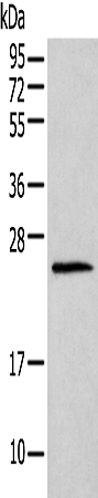 Histone H1T Antibody in Western Blot (WB)