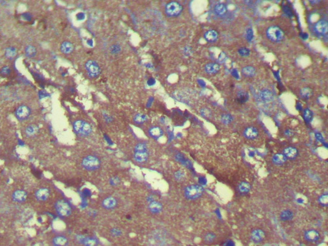 C8G Antibody in Immunohistochemistry (Paraffin) (IHC (P))