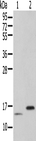 PIN4 Antibody in Western Blot (WB)