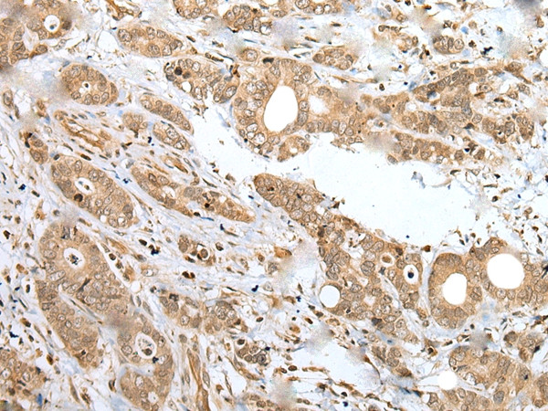 SPCS2 Antibody in Immunohistochemistry (Paraffin) (IHC (P))