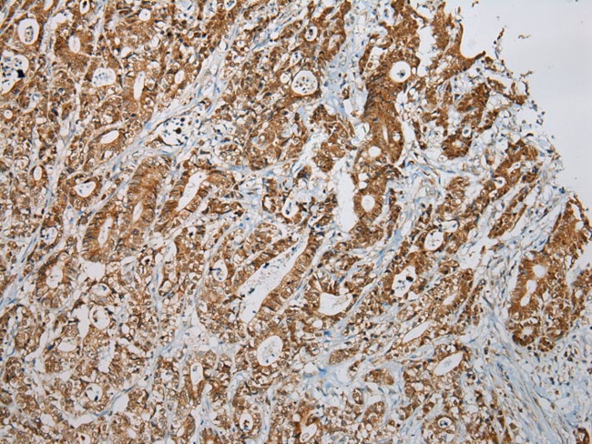LSAMP Antibody in Immunohistochemistry (Paraffin) (IHC (P))