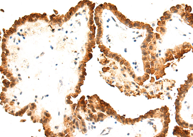 Znf672 Antibody in Immunohistochemistry (Paraffin) (IHC (P))