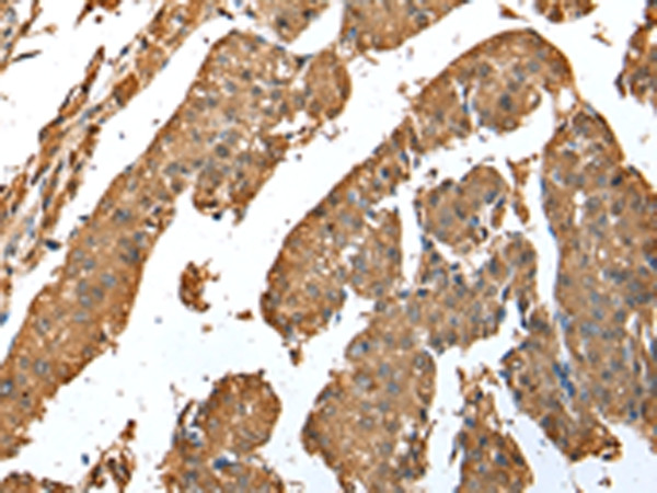 ASB9 Antibody in Immunohistochemistry (Paraffin) (IHC (P))