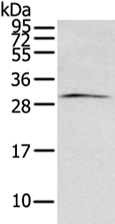 ZFAND2B Antibody in Western Blot (WB)